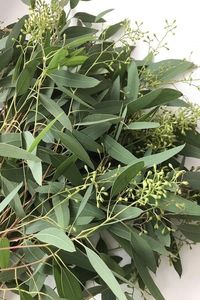 Seeded Eucalyptus is a very popular wedding green. Aesthetically pleasing with strong but bendable stems, seeded euc is an excellent selection for bouquets, centerpieces, garlands, and hanging florals.