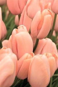 peach tulips