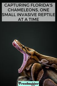 You may have heard about Florida's Burmese python problem. The invasive snake, which is native to Southeast Asia, has been introduced over the last few decades when local pet owners have released them into the wild. Something similar is happening with chameleons.