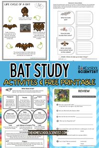 The bat free printable and bat worksheets cover everything from anatomy to echolocation to which bats are endangered. Close reads are included, along with factoid cards. Science activities for kindergarten, elementary grades.