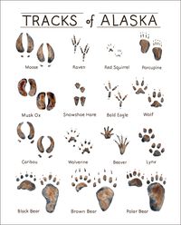 Whose track is it? If it was left in the mud, sand or snow of Alaska now you know! From the mighty moose to the bounding snowshoe hare, each Alaska animal leaves a unique footprint in the wilderness. Enjoy this art print from anywhere in the world to remind you of the wonderful wild animals that call Alaska home. Perfect for gifting to outdoorsy friends, in a child's room, or as a nature study resource. Details: 8 x 10 inches or 11 x 14 inches Unframed High quality reproduction of my original wa