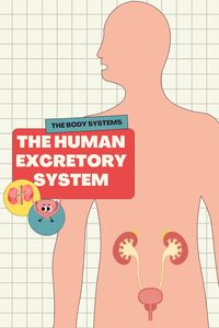 Human EXCRETORY SYSTEM FOR Kids