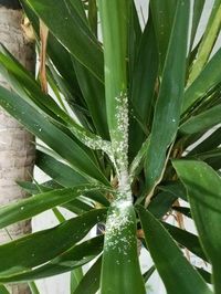 How To Get Rid Of Mealybugs | My City Plants