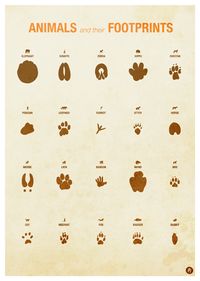 Zoo Animal Infographic Posters by Laura Hobson, via Behance