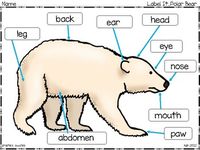 This differentiated product was developed to facilitate understandings about the concept of "parts." The download contains a full color anchor chart and 5 blackline options for labeling parts of a polar bear (see thumbnails). Total of 6 pages in secure PDF. Graphics: educlips