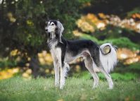 Saluki ou lévrier persan : origine, caractère, santé, couleur : fiche chien - liste-animaux.com