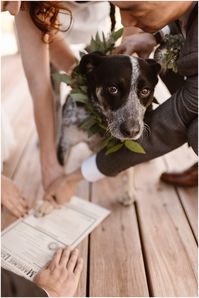 A pup lets his owners use his paw print to sign their marriage license in this elopement photo captured by Adventure Instead, an elopement wedding photographer. This is a great idea on how to include your dog in your wedding — letting them sign as a witness!