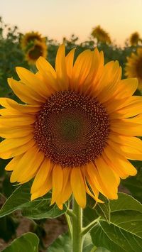 The Sunflower