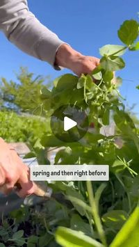 Olya Konell on Instagram: "🫛 Spring field peas feed my summer 🍅 tomatoes and 🫑 peppers :)
As costs rise for groceries, they also rise for gardening materials, and various amendments. I have actually been doing this for a few years now, I order my field peas online in a 5 pound bag from @highmowingorganicseeds and plant them early in the spring. To keep the birds from eating them, I cover the garden beds with a thin frost blanket until the seeds have germinated.
Then right before they are about ready to flower, I start mashing them down. 
It’s important to get as close to the roots as possible without pulling the roots out because that’s where all the fixed nitrogen is. The legumes have a  friendly relationship with the Bacteria that lives in nodules on their roots and acts as a nitrogen