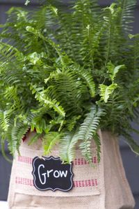 When To Feed Fern Houseplants: What's The Best Fertilizer For Indoor Ferns