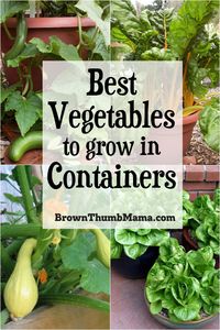 These are the 5 best vegetables to grow in containers. You can grow a garden, even in the smallest spaces! #gardening #vegetablegardening #organicgardening