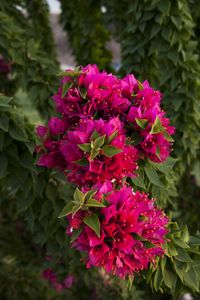 Torch Glow Bougainvillea - Monrovia - Torch Glow Bougainvillea