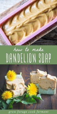 How to Make Dandelion Soap: Soap Making for Beginners - If you're looking for cold process soap recipes, you're going to love this dandelion soap recipe made with the whole plant! spring foraging | dandelion recipes | herbal remedies recipes