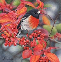 This watercolour illustrates the Scarlet Robin and Cotoneaster. This is a 'jewel of joy' with its splash of colour, brilliant red berries and autumn beauty ...... Heidi Willis