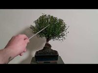 30 - Syzygium Bonsai (Brush Cherry, Lilly Pilly) - Pruning For Ramification - YouTube