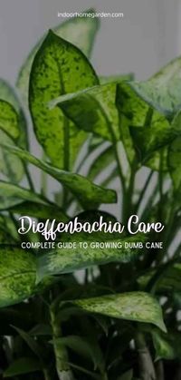 Dieffenbachia, more commonly known as Dumb Cane, are one of the easiest houseplants to take care of once you understand the basics. That’s what makes them one of the most popular houseplants, along with the stunning variegated green and white leaves that they sprout. Read more...