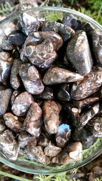 Turritella Agate Tumbled 7 For 7.75. A Record Keeper Stone Connect w/ Ancestral Past. Helps Ease Pas