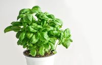 Basil leaves work as a Cleaning Agent for your Lungs and Can Help Fight Viruses and Infections