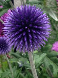 Globe Thistle (echinops sp): Globe thistle is a decorative, sun-loving, 1m tall, drought tolerant perennial that produces light blue spherical flowers resembling pincushions, beloved by bees; above coarse, gently prickly foliage. It's a great plant and makes wonderful cut flowers. Does best in full sun with moderate water.