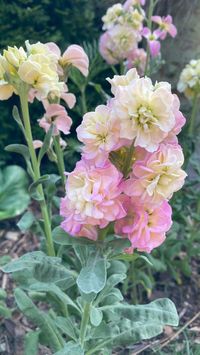 ‘Quartet Rainbow’ stock (Matthiola incana, annual) is a favorite flower I grew from seed this year.