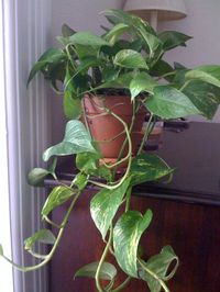 Information On Caring For Pothos Plants