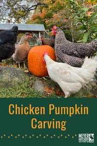 Let your flock have a fun Boktober! See how your birds can carve their own Halloween pumpkin while having the best seasonal snack around.