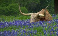 (Smellin' the blue Photo by Bill Hurst Enter the Texas Hill Country or Boerne page PHOTO CONTEST Photographer Bill Hurst via Texas Hill Country Facebook