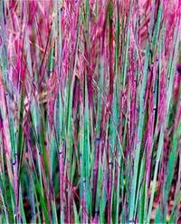 Striking Little Bluestem, a native prairie grass perfect for Midwest gardens. Details: http://www.midwestliving.com/garden/ideas/best-ornamental-grasses-for-midwest-gardens/?page=4,0