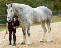 shire horse