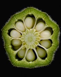 Cross Section of Okra