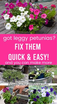 Petunias can start to look leggy and bedraggled by mid summer. Fix them quickly and easily to have them blooming until first frost! Step by step instructions for all gardeners. #petunias #hangingbaskets #flowerpatchfarmhouse #pruningpetunias