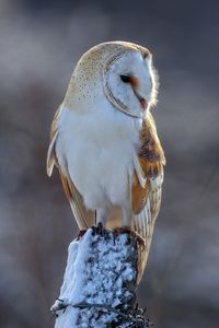 Get this barn owl in the snow art A4 print for only £19.99 