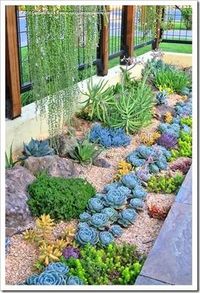 Succulents and More