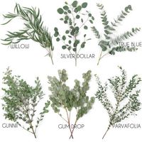 Types of eucalyptus greenery