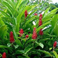 alpinia purpurata - Google Search