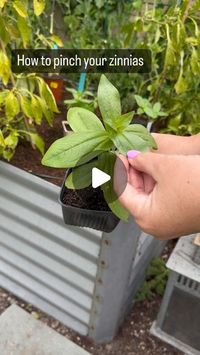 Bryn OCgardengirl on Instagram: "Why pinch zinnias? It’s not because they’re cute. 

Unlock the full potential of your zinnias! 🌼✨ Pinching is crucial for healthy growth and prolonged blooming. 

Discover the secret to vibrant blooms!🌸✂️

 #GardeningTips #ZinniaLovers #GreenThumb #diygarden #flowergarden #zinnias"