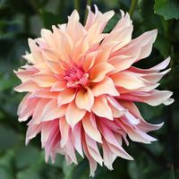 PRICES MAY VARY. Easy-to-grow annual dahlia with spiky petals that grows 35-47 inches tall. Flowering begins in July and lasts until frost. Fill the pot or seed tray with moist seed compost and compact the surface lightly. The seedlings will sprout within a few weeks. Once the leaves appear, the seedlings can be transplanted into individual pots. In mid-May, place the plant outside during the day and bring it inside at night. 100+ Dahlia Labyrinth Flower Seeds - Exotic Labyrinth Dahlia Seeds Non