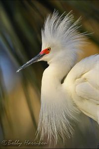 A small white heron with black legs and bright yellow feet. Its curving plumes once fetched astronomical prices in the fashion industry. Native to North, Central and South America.