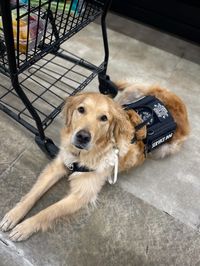 cardiac alert service dog, Hope, in a downstay by my shopping cart at the grocery store.    golden retriever service dog dog training dog gear medical alert fully trained public access working dog