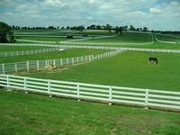 Pastures, land, and animals- oh my! :)