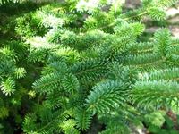 A very uniform growing fir similar to Fraser Fir but more adaptable to a wide range of soils. It prefers a deep loam, but will grow in a variety of soils. The uniform pyramidal growth and soft, showy dark green to bluish dark green needles make a stately specimen in the landscape. Very adaptable native of West Virginia. Full sun / Part shade. Height: 30-40′ Spread: 15-20′ Zone: 3-6