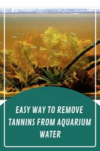 If you have an aquarium, chances are you've had to deal with tannins in your water. Tannins can cause many problems for aquarium owners, however, you're in luck today! Learn through this article how to remove them from your tank. #aquariumcare #aquariumcleaning