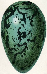 19th cent egg illustration