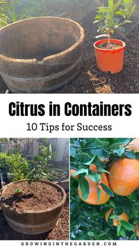 The varieties of citrus I want to grow outnumber the spots I have available for planting. Luckily, citrus grows very well in containers. Through the years I’ve learned what works, and what doesn’t. Learn how to grow citrus in containers with these tips, and in no time you will be a container citrus growing pro!