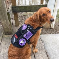 OneTigris Service Dog & Assistance Harness Compatible Vest #onetigris #servicedog #goldentriver #dogstuff