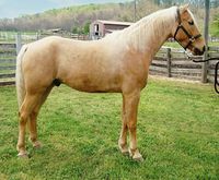 Palomino Missouri Fox Trotter gelding Golden Fortune.