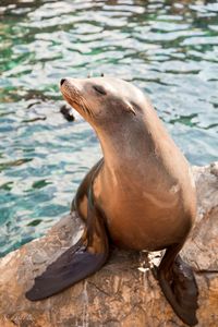 Female Sea Lion - Camera Shy by Nick De Clercq