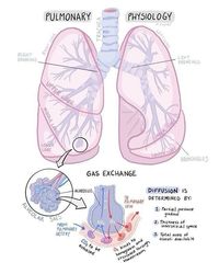 Something about lungs #anatomy#biology