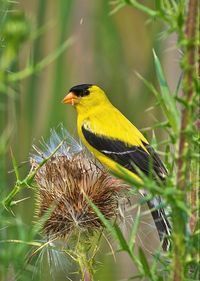 Spinus tristis: An active North American yellow and black songbird that favors weedy fields and floodplains where plants such as thistles and asters are common.