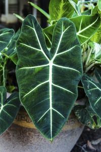 Alocasia Plant Feeding - How And When To Fertilize Alocasia Plants